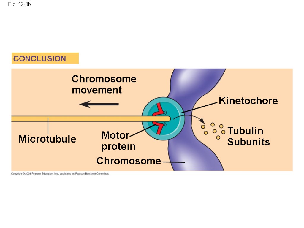 Fig. 12-8b Kinetochore Microtubule Tubulin Subunits Chromosome Chromosome movement Motor protein CONCLUSION